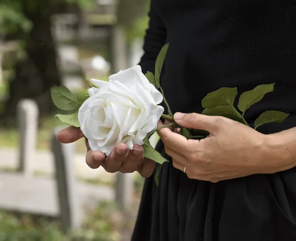 Rose blanche